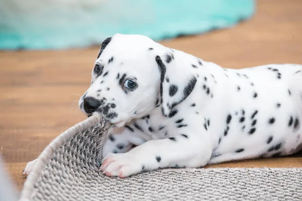 Küçük Dalmaçyalı köpek yavrusu gri bir halıyı kemiriyor..