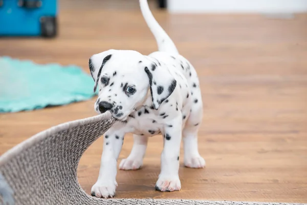 Küçük Dalmaçyalı köpek yavrusu gri bir halıyı kemiriyor..