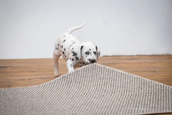 Kleiner Dalmatiner Welpe Nagt Einer Ecke Eines Grauen Teppichs — Stockfoto