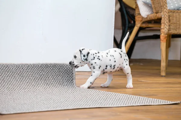 Cachorrinho Dalmatiano Pequeno Rói Uma Esquina Carpete Cinza — Fotografia de Stock