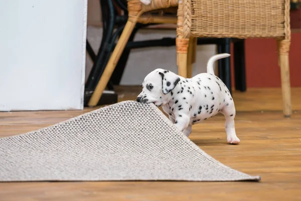 Cachorrinho Dalmatiano Pequeno Rói Uma Esquina Carpete Cinza — Fotografia de Stock