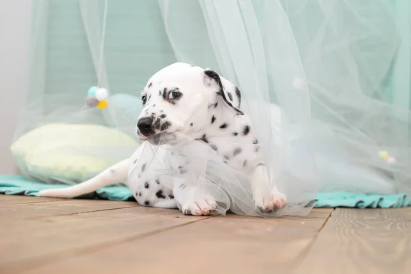 Pequeno Cachorrinho Dálmata Está Roendo Uma Capa Pano Transparente Leve — Fotografia de Stock