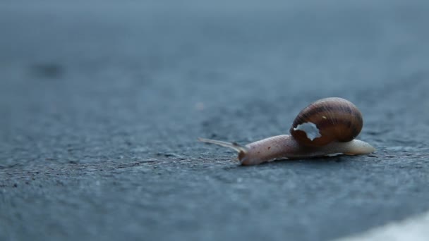 Petit escargot rampant à travers la route asphaltée — Video