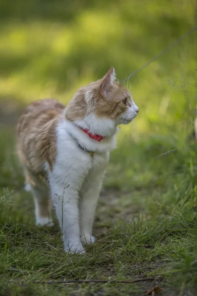 Orange cat walking — Stock Photo, Image