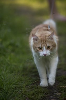 Kırmızı kedi çim üzerinde yürüyor