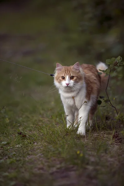 Red cat walks across the lawn — Stock Photo, Image