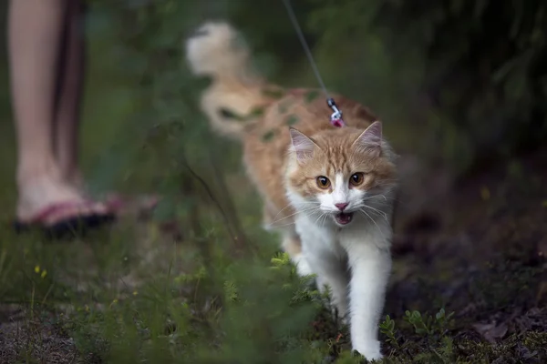 Röd katt går över gräsmattan — Stockfoto