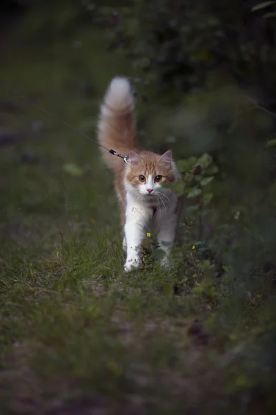 Red cat walks across the lawn — Stock Photo, Image