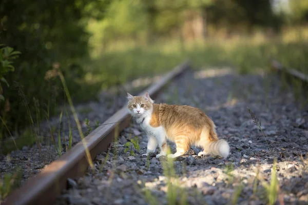 Red cat walks across the lawn — Stock Photo, Image