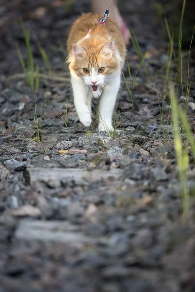 Red cat walks across the lawn — Stock Photo, Image