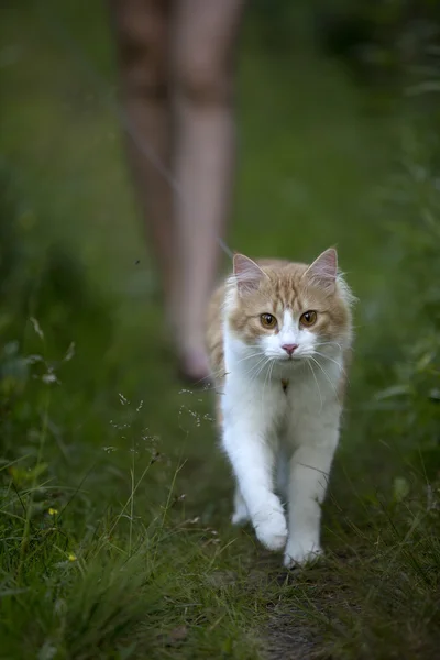 Gato rojo camina por el césped — Foto de Stock
