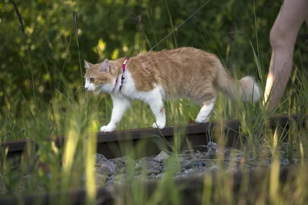 Red cat walks across the lawn — Stock Photo, Image