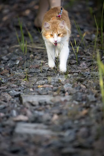 Red cat walks across the lawn — Stock Photo, Image