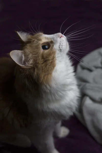 Rode kat met grote ogen — Stockfoto