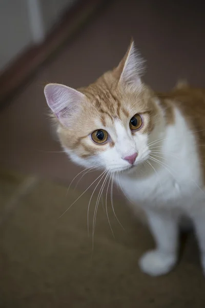 Gato rojo con ojos grandes — Foto de Stock