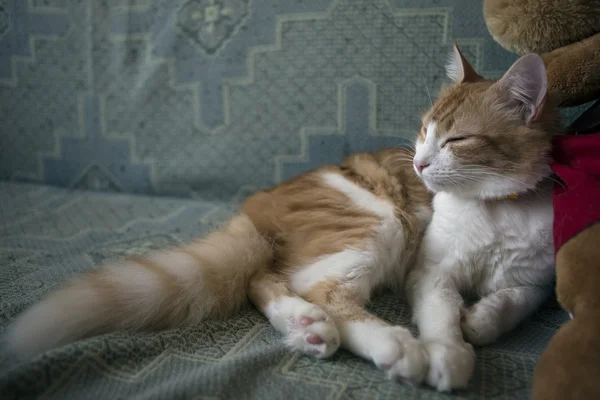 Gato rojo con ojos grandes — Foto de Stock