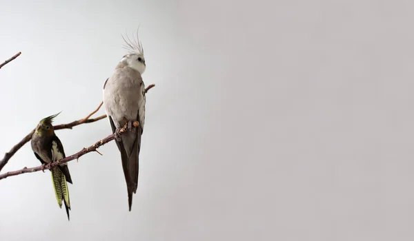 2 cockatiel papegojor sitta på en gren på en vit bakgrund. Ljus och mörk papegoja på trädet. Kopiera utrymme. — Stockfoto