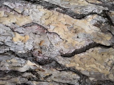 Eski bir meşe ağacı kabuğunun doku arkaplanının yakınlaştırılması.