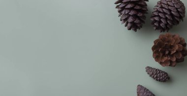 Yeşil arka planda orman konileri. Orman konilerinin arka planı. Metin için yer.