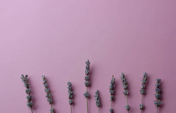 Beautiful pink background with lavender flowers. Place for text. — Stock Photo, Image