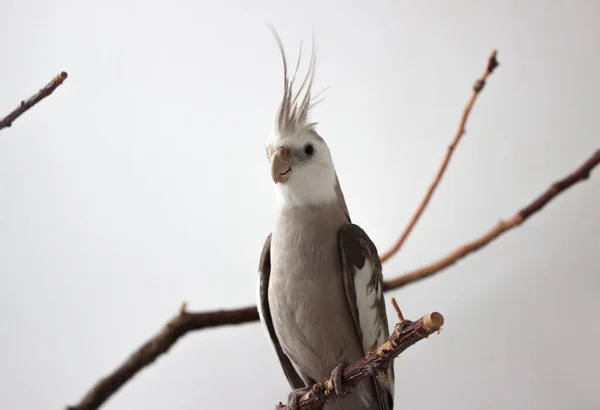 Gray parrot sits on a branch on a white background. White-faced cockatiel sits on a branch on a white background.