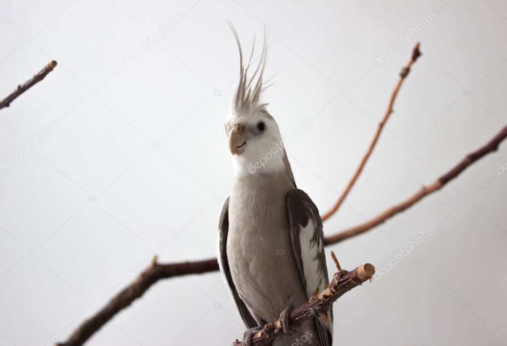 Gray parrot sits on a branch on a white background. White-faced cockatiel sits on a branch on a white background. 