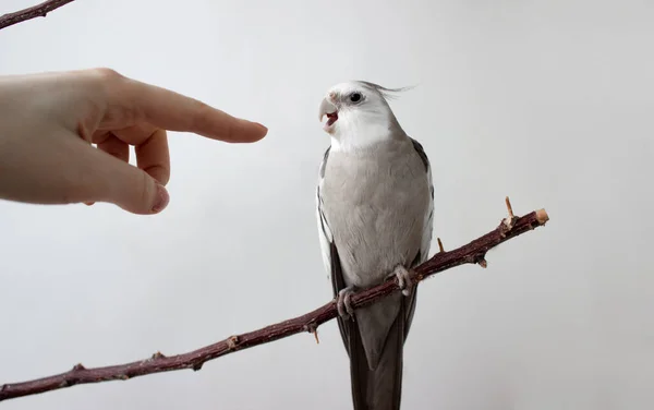 close up white parrot cockatiel open beak biting mans finger. bird open beak on white background.