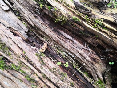 Ağaç kabuğundan yeni çıkmış. Yaklaş..