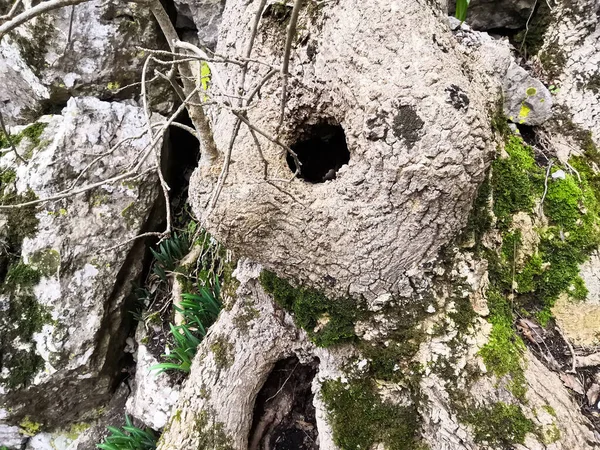 Oval hole in tree with dark center.fresh of a tree bark in wood Close Up.