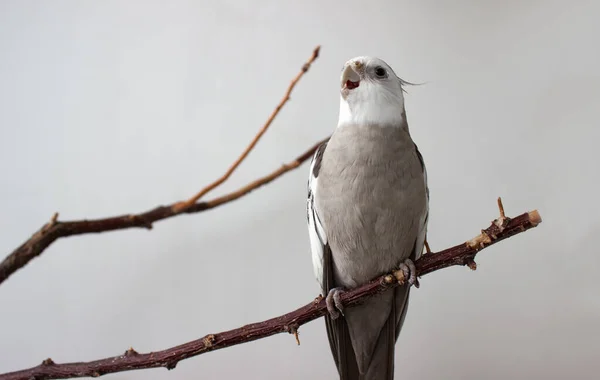 Arg vit papegoja med öppen näbb på vit bakgrund. — Stockfoto