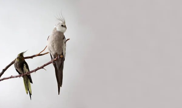 Grå och vita cockatiel papegojor sitta på en gren på en vit bakgrund. Ljus och mörk papegoja på trädet. Kopiera utrymme. — Stockfoto