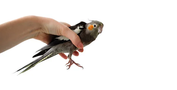 Kvinnlig hand håller en grå papegoja cockatiel på en vit isolerad bakgrund. Papegoja i handen. Handen håller en papegoja. — Stockfoto