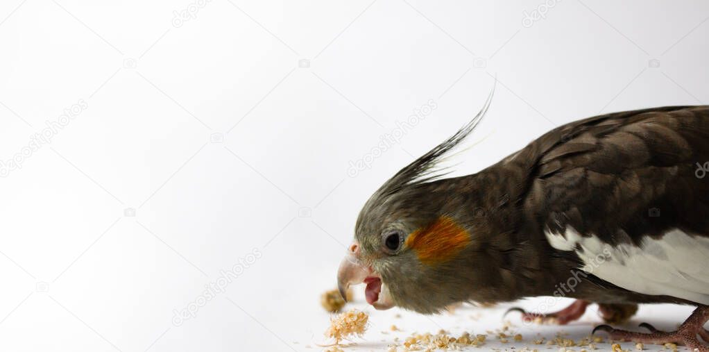 Cockatiel parrot eats grain or food on a white background. Gray parrot eats on a white background. 