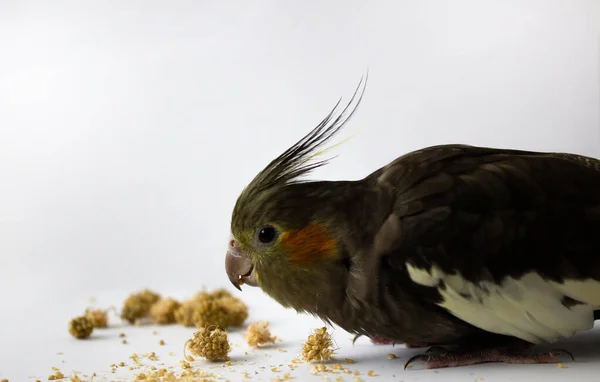 Kockatiel papegoja äter hirs eller mat på en vit bakgrund. Grå papegoja äter på en vit bakgrund. — Stockfoto