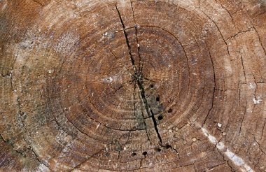 Kırmızı kütük. Kırmızı ağaç bağcıklı arka planda kütük dokusu. Kırık kırmızı ahşap doku. 