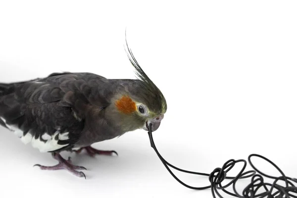 Papagaio cockatiel roeu o cabo do fone de ouvido no fundo branco. Fechar Fotos De Bancos De Imagens Sem Royalties