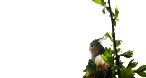 Сірий папуга Корелла в листках і квітах на білому ізольованому тлі, місце для тексту, банер — стокове фото