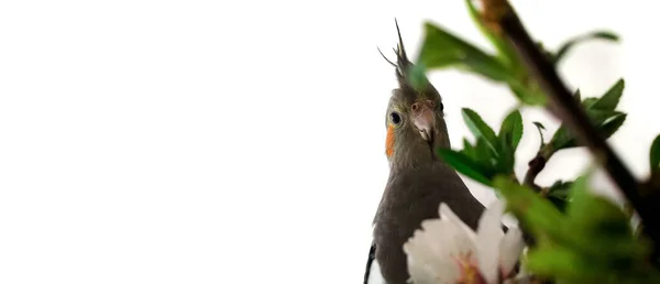 Grå papegoja Corella i blad och blommor på en vit isolerad bakgrund, plats för text, banner — Stockfoto