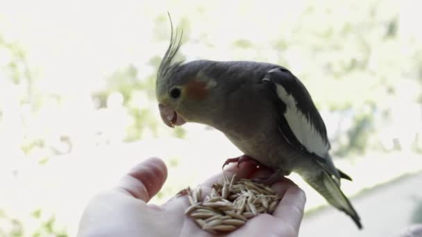 Grigio pappagallo cockatiel mangia con le mani uccello cibo su sfondo sfocato. — Video Stock