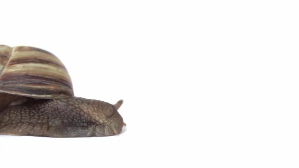 Snail moves on a white background close-up,selective focus. — Stock video