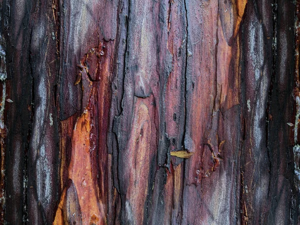 Cerca de seco una corteza de árbol de colores brillantes. Fondo abstracto del árbol de corteza —  Fotos de Stock