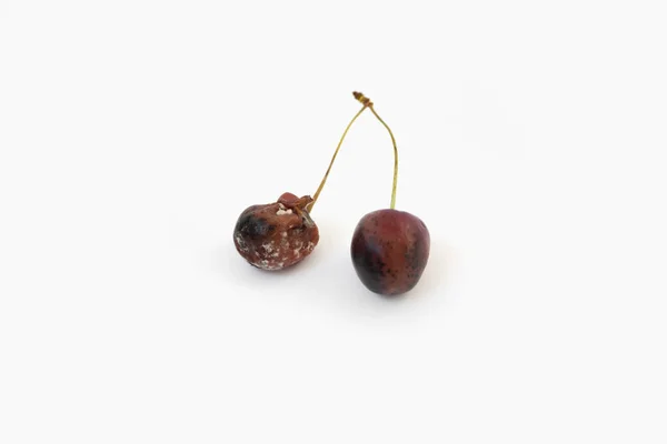 Rotten red cherry fruit with mold or fungi on a white isolated background — Stock fotografie