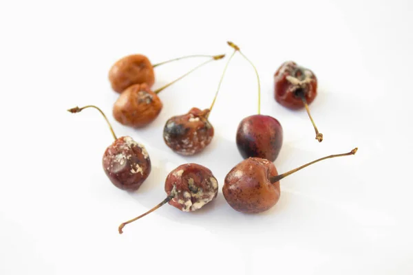 Rotten red cherry fruit with mold or fungi on a white isolated background — Stock fotografie