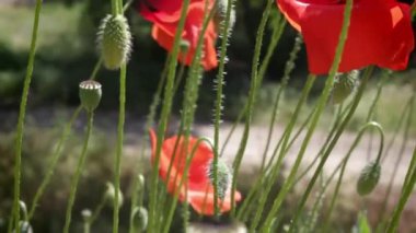 Kırmızı gelincik çiçekleri yakın planda.