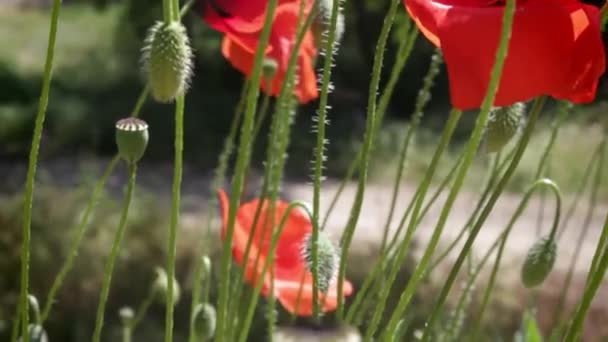 Цветы красного мака крупным планом на природном фоне — стоковое видео