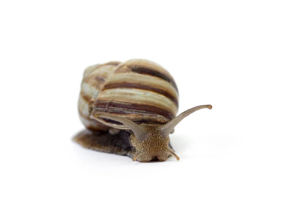 Snail crawl on a white background close-up,selective focus. — 스톡 사진