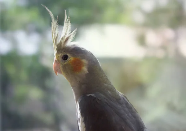 Szary papuga cockatiel patrzy przez okno na niewyraźne tło, miejsce na tekst. — Zdjęcie stockowe