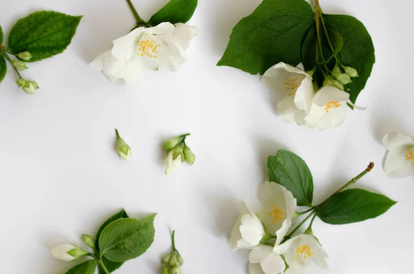 Beyaz arka planda beyaz Yasemin çiçekleri. — Stok fotoğraf
