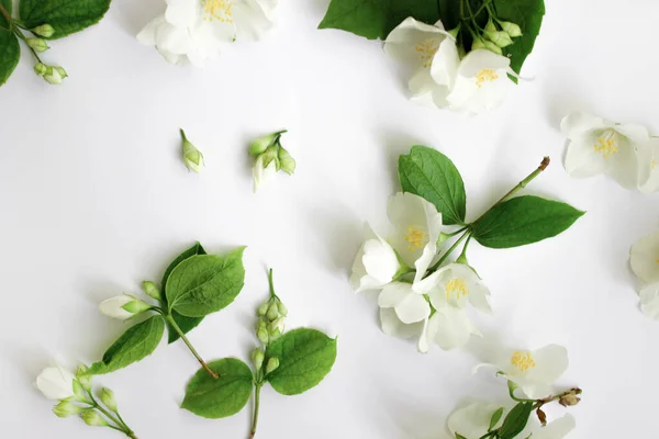 Bílá Čerstvé jasmín květiny na bílém pozadí. — Stock fotografie