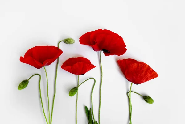 Amapolas rojas sobre un fondo blanco. Postal en el estilo de minimalismo, lugar para el texto, primer plano Fotos De Stock